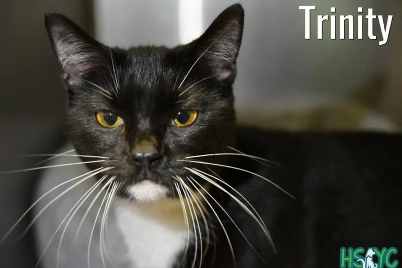 A young medium-sized female Domestic Short Hair cat named Trinity for adoption in Fort Mill, SC