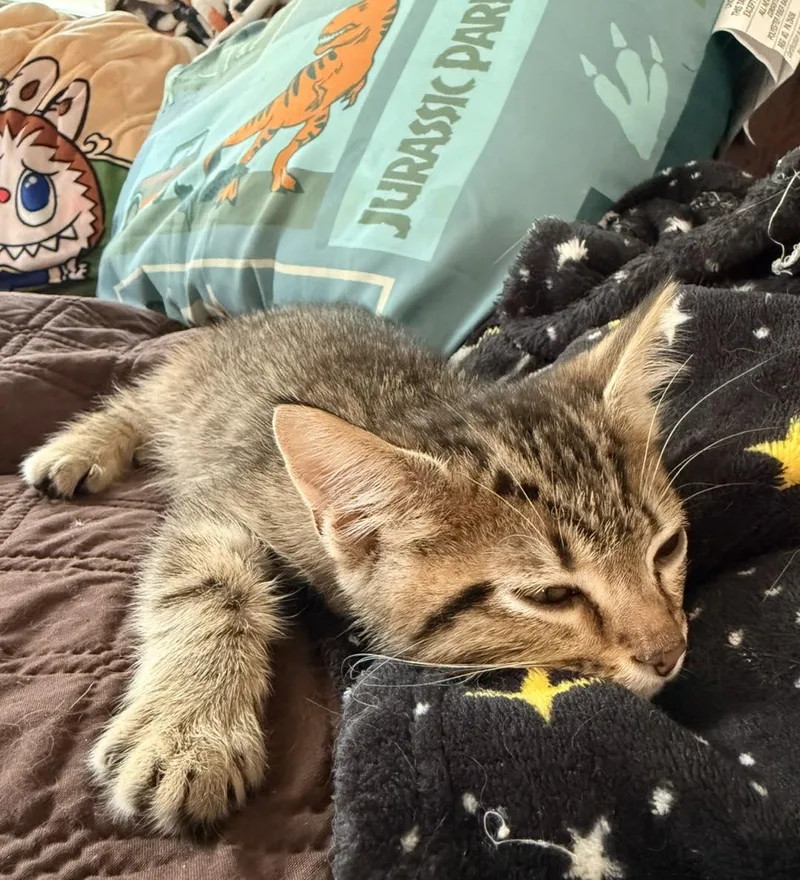 A baby small-sized male Tabby cat named Wolverine for adoption in Clarksville, TN