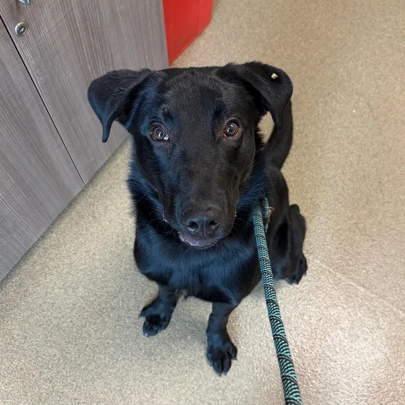 An adult large-sized male Black Labrador Retriever dog named Alan for adoption in Council Bluffs, IA