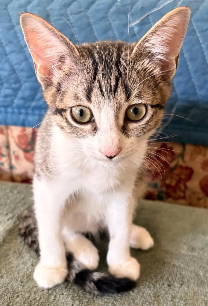 A baby small-sized female Domestic Short Hair cat named Ona for adoption in Spring, TX