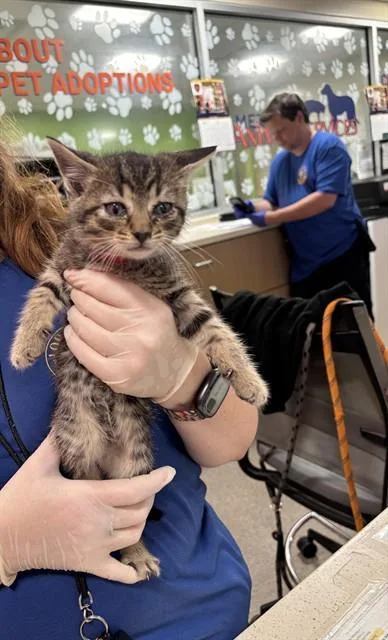 A baby small-sized male Domestic Short Hair cat named Pepper for adoption in Louisville, KY