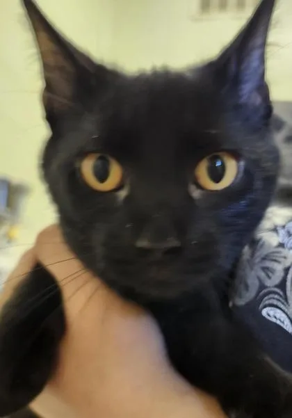 A young small-sized female Domestic Short Hair cat named Maleficent for adoption in Columbus, IN