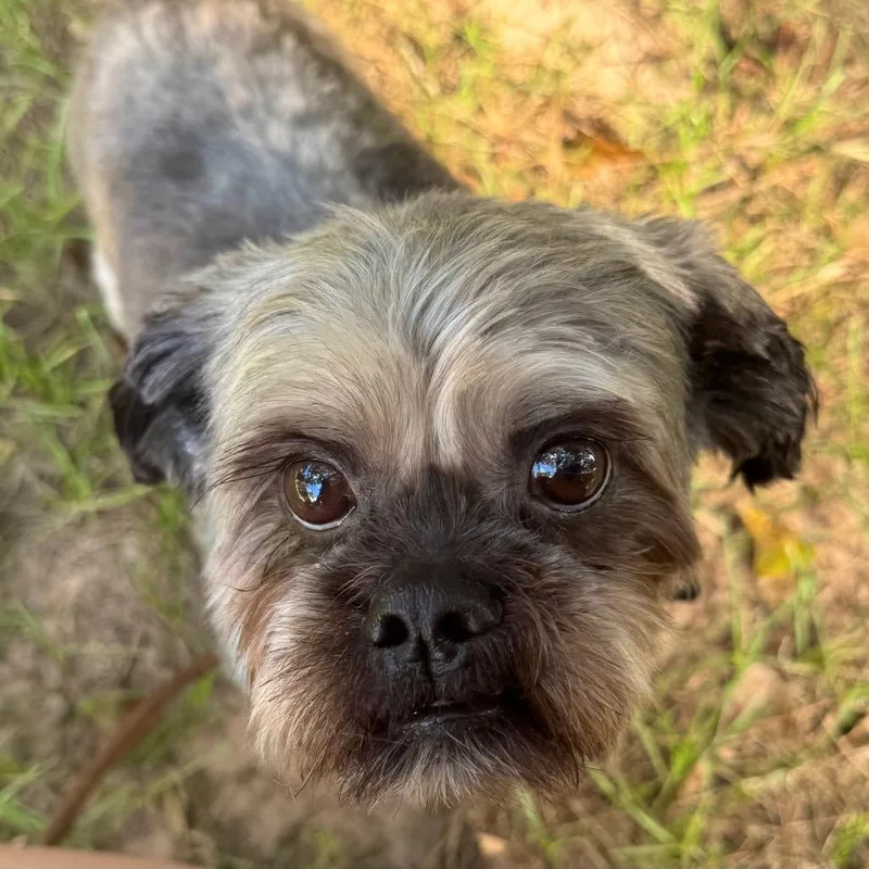 An adult small-sized male Brown / Chocolate Lhasa Apso dog named Smokey Canelo for adoption in Houston, TX