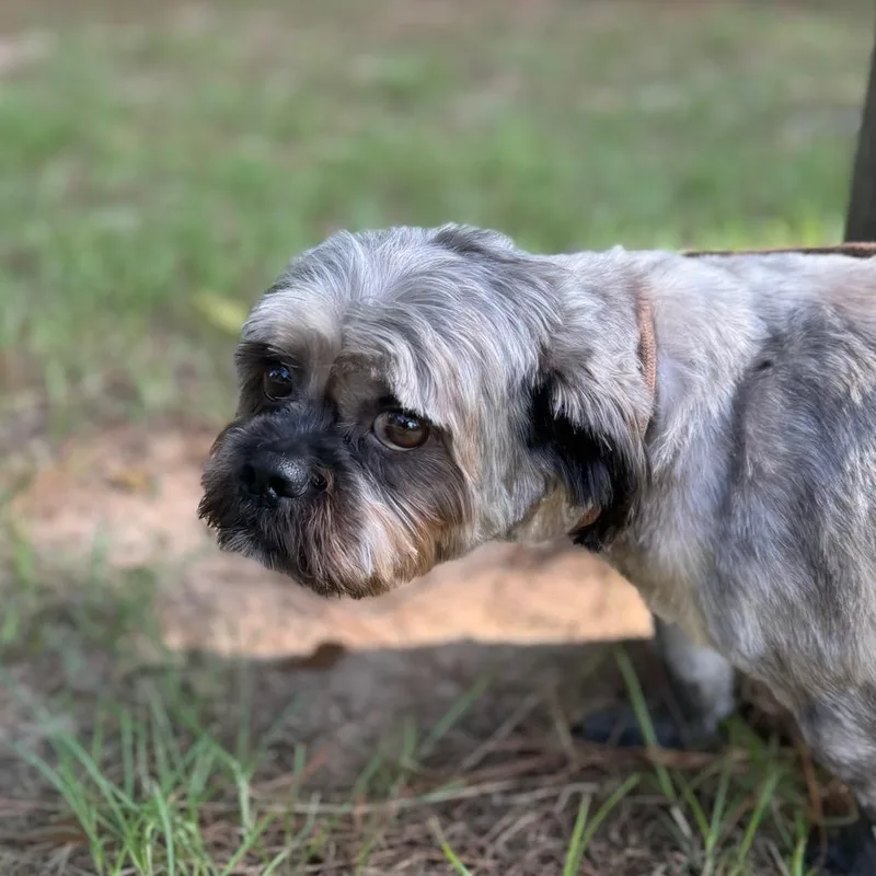 Smokey Canelo thumbnail 3