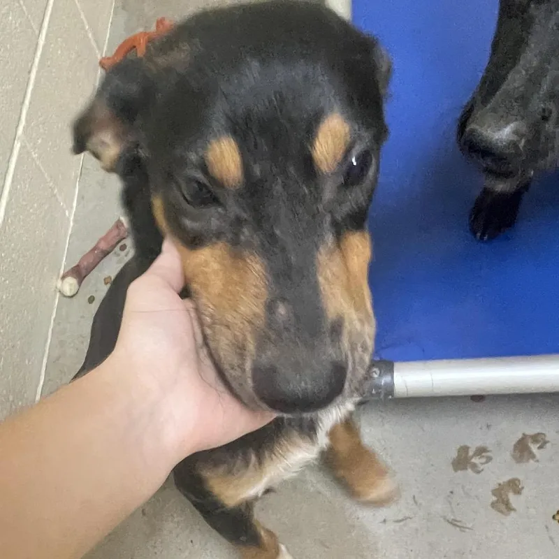 A young medium-sized male Labrador Retriever dog named Winky for adoption in Palestine, TX
