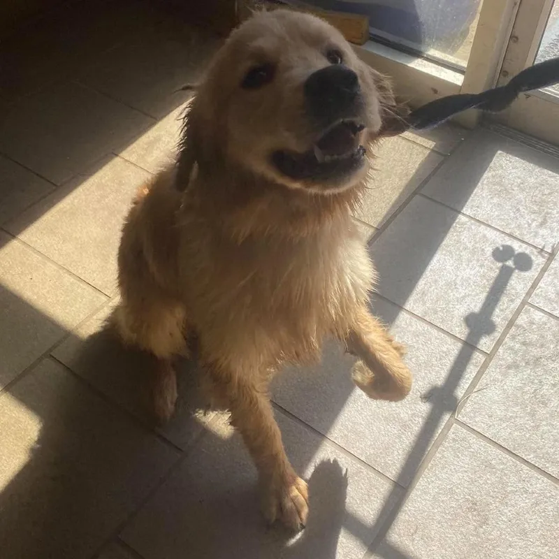 A young medium-sized male Golden Mixed Breed dog named Scout for adoption in Huntington, WV