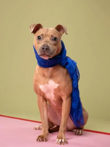 An adult medium-sized female Pit Bull Terrier dog named Laurel for adoption in Atlanta, GA