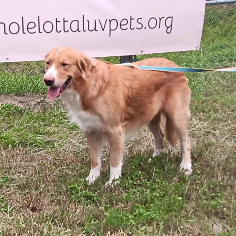 An adult large-sized male Yellow / Tan / Blond / Fawn Golden Retriever dog named Ralph for adoption in Melrose, FL