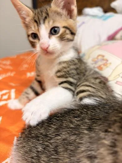 Churro thumbnail 2