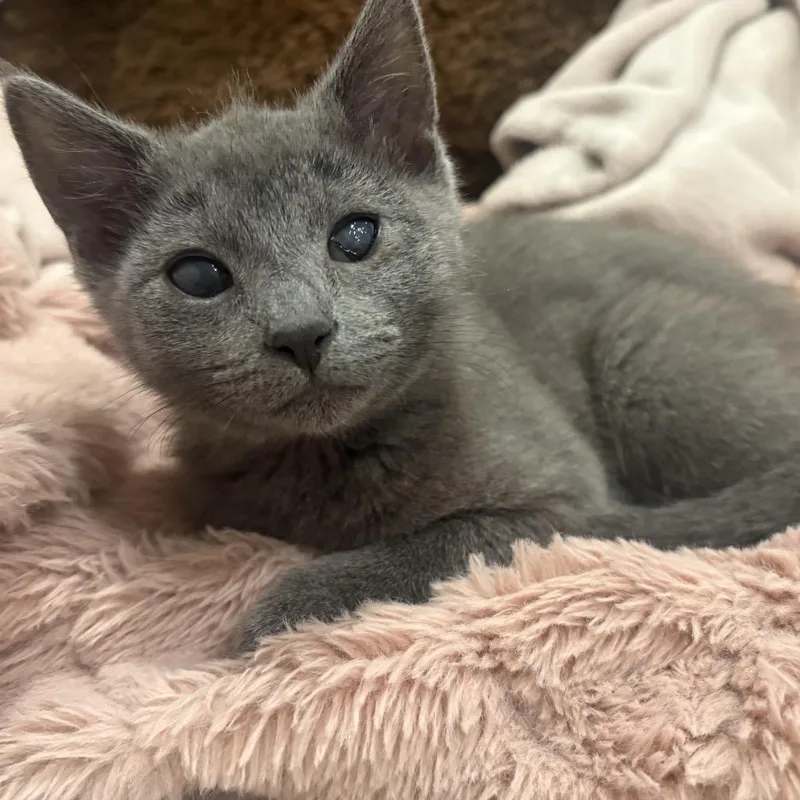 A baby small-sized female Gray / Blue / Silver Domestic Short Hair cat named Bonsai for adoption in Spokane, WA