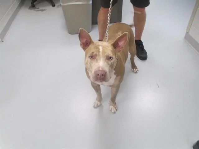 A young large-sized male Catahoula Leopard Dog dog named Cash for adoption in Ocala, FL