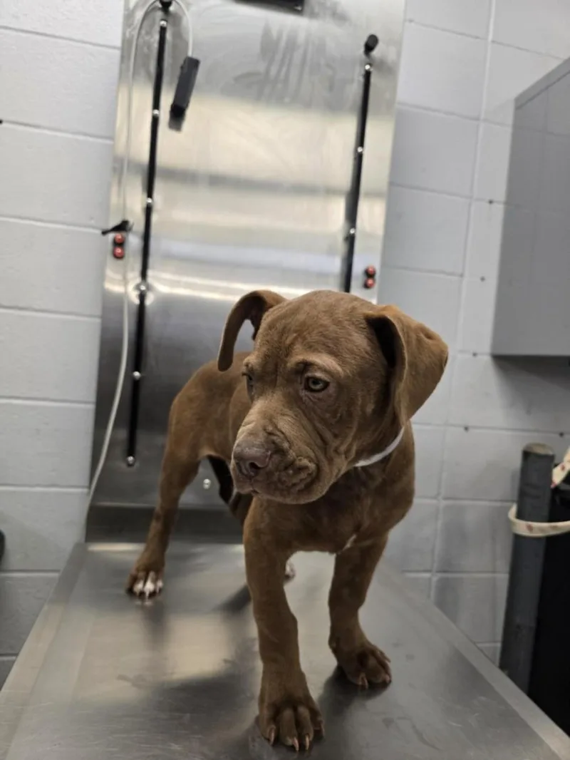 A baby small-sized female Staffordshire Bull Terrier dog named Darla for adoption in Houston, TX