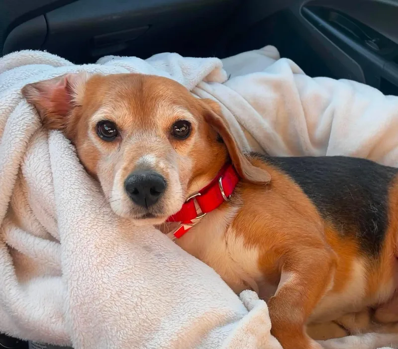 An adult small-sized male Bicolor Beagle dog named Sammi for adoption in Whitewater, WI