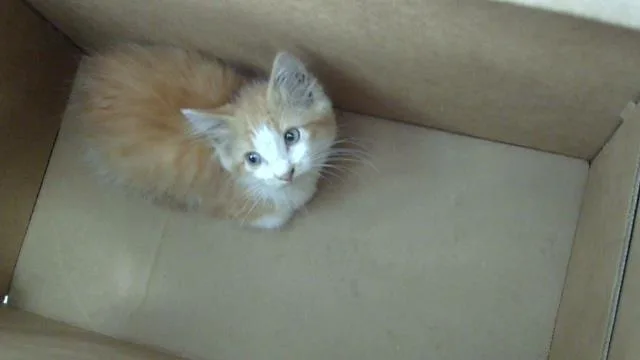 A baby medium-sized female Domestic Medium Hair cat named Strawberry for adoption in Dallas, TX