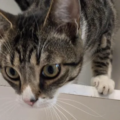 An adult medium-sized male Domestic Short Hair cat named Loki for adoption in Voorhees, NJ