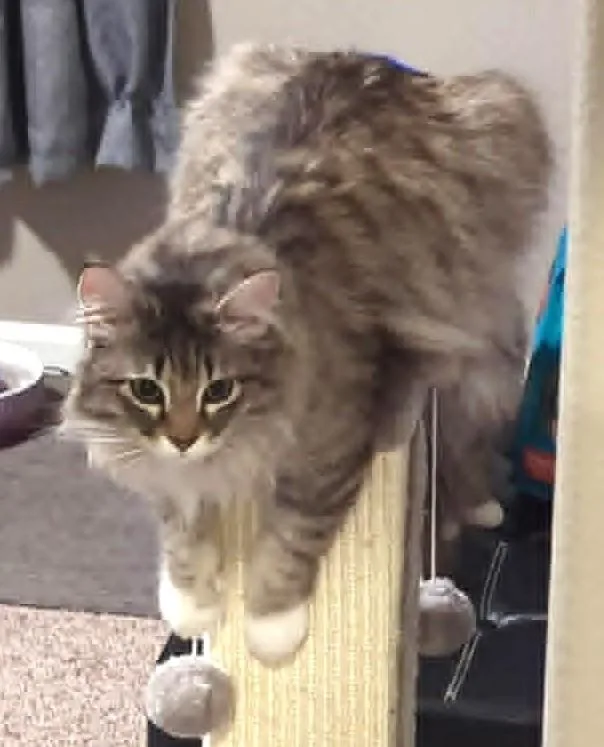 A young medium-sized female Tabby (Buff / Tan / Fawn) Domestic Long Hair cat named Macadamia for adoption in Anchorage, AK