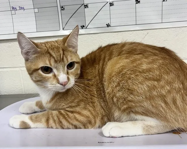 Tigger