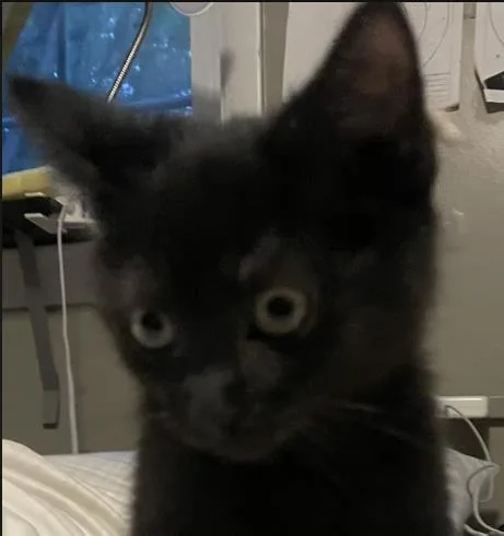 A baby small-sized male Domestic Short Hair cat named Pip for adoption in Hagerstown, MD