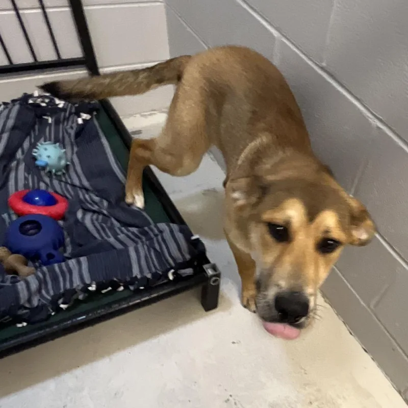 A young medium-sized male Brown / Chocolate Shepherd dog named Little Chief for adoption in Delaware, OH
