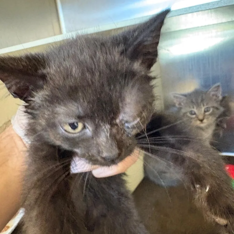 A baby small-sized female Black Domestic Short Hair cat named Erika for adoption in Newark, NJ