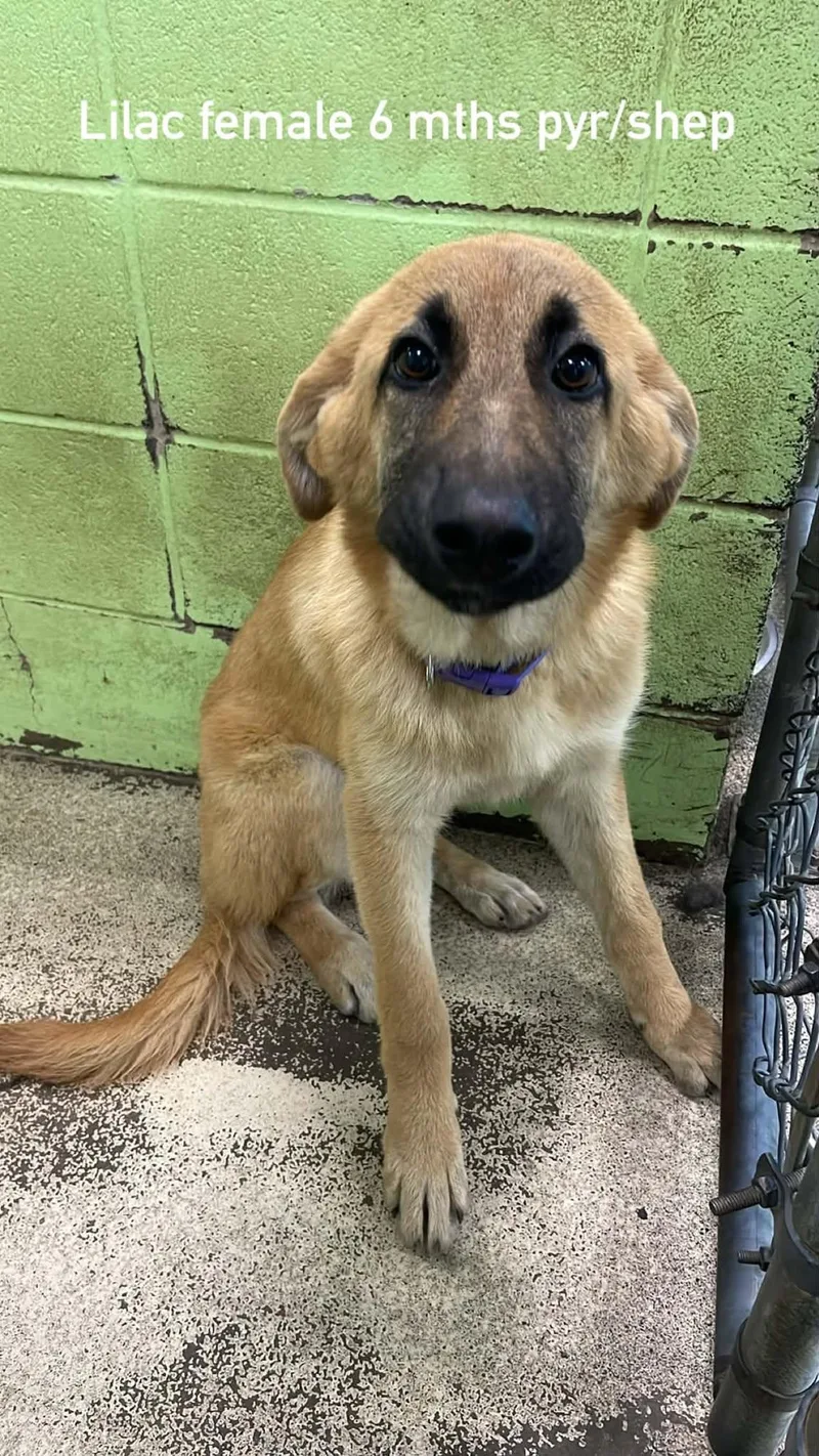 A young medium-sized female Black German Shepherd Dog dog named Lilac for adoption in Fort Payne, AL