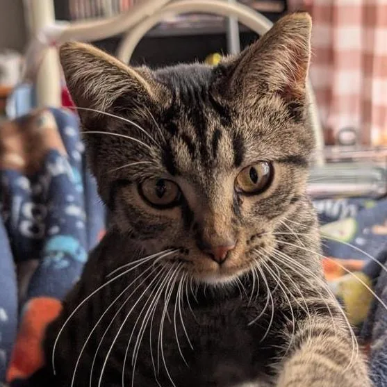 A young small-sized female Brown / Chocolate Domestic Long Hair cat named Baby for adoption in Rochester, MN