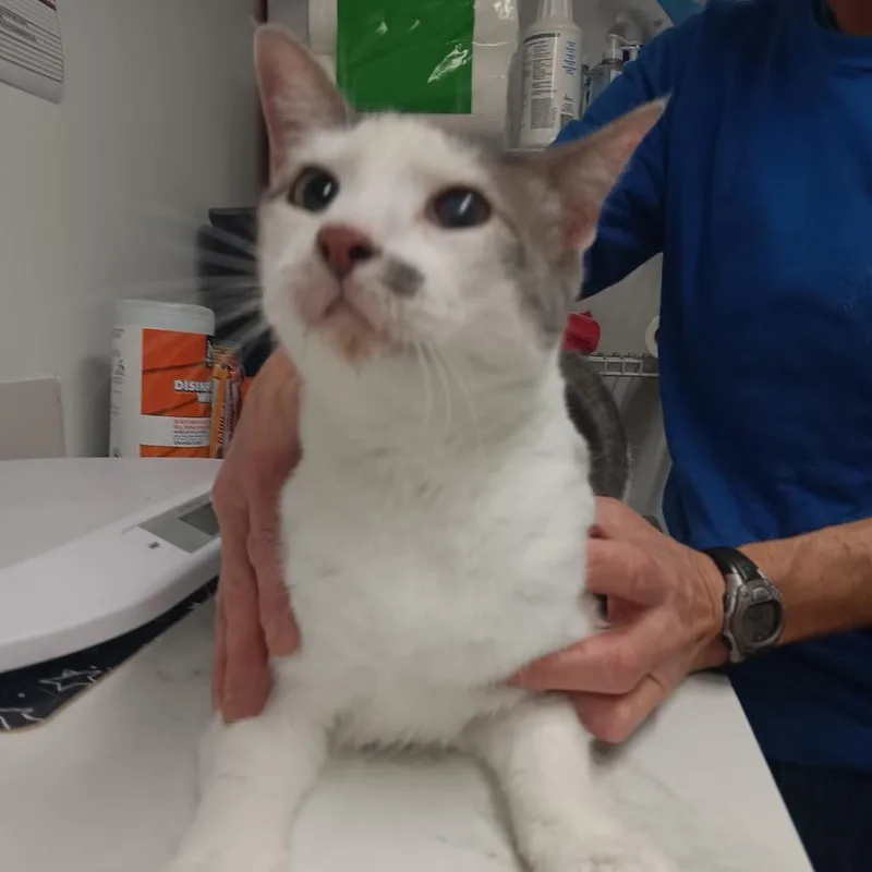 A senior large-sized female Domestic Short Hair cat named Greenbean Casserole for adoption in St. Peters, MO