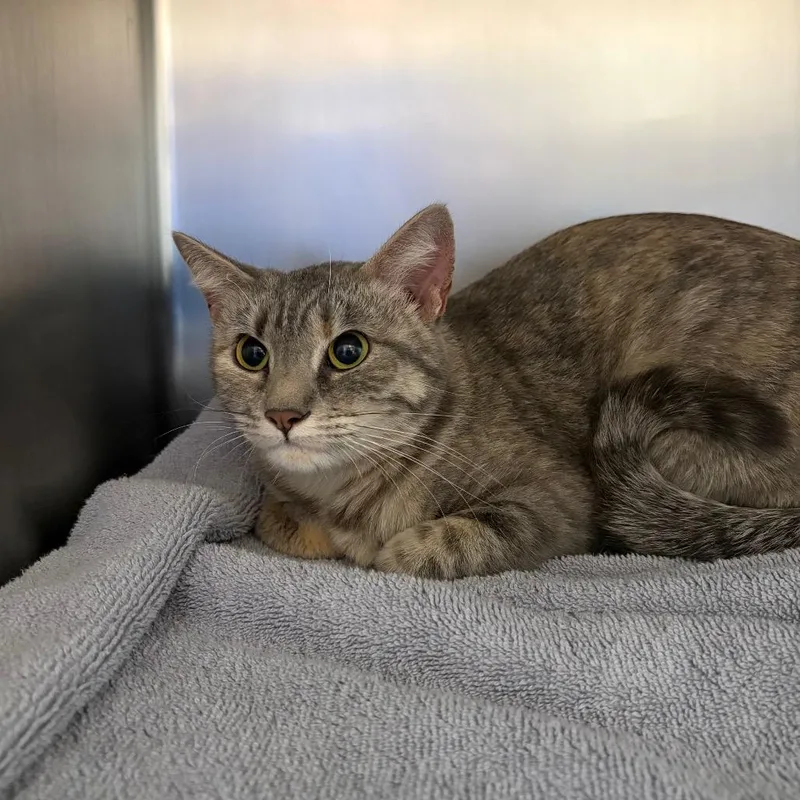A young medium-sized female Torbie Domestic Short Hair cat named Miska for adoption in Council Bluffs, IA