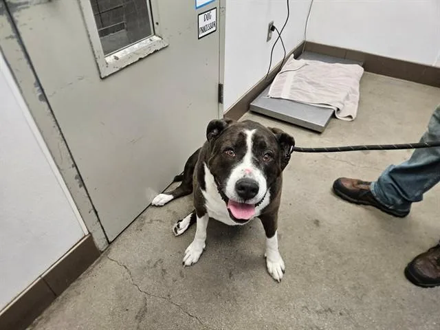 An adult large-sized female Pit Bull Terrier dog named Chloe for adoption in Tucson, AZ