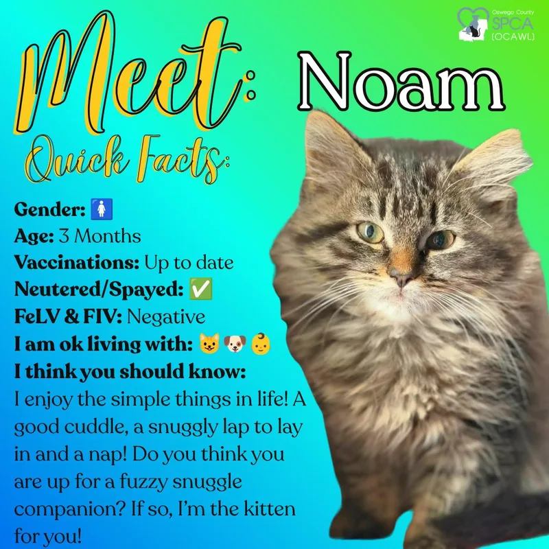 A young medium-sized female Tiger cat named Noam for adoption in Fulton, NY