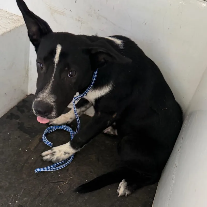 An adult medium-sized male Black Border Collie dog named Defcon for adoption in Pine Bluff, AR
