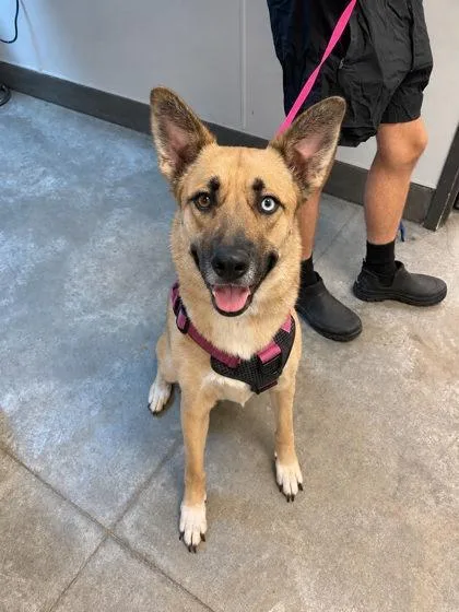 A young small-sized female German Shepherd Dog dog named Luna for adoption in Bowling Green, KY