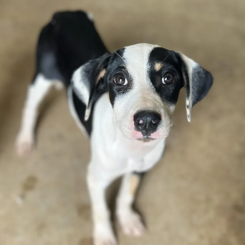 A young medium-sized female White / Cream Mixed Breed dog named Simone for adoption in Brownsboro, AL