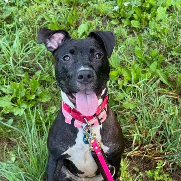 A young medium-sized female Black Mixed Breed dog named Sweet Potato for adoption in Bangall, NY