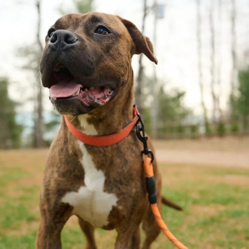 Bandit Community Post