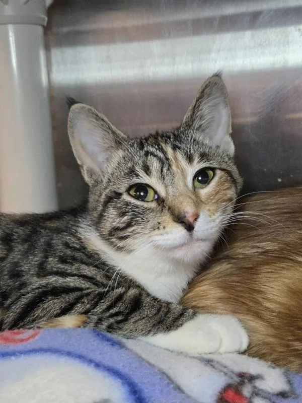 A young small-sized female Domestic Short Hair cat named Keyboard for adoption in Millersville, MD