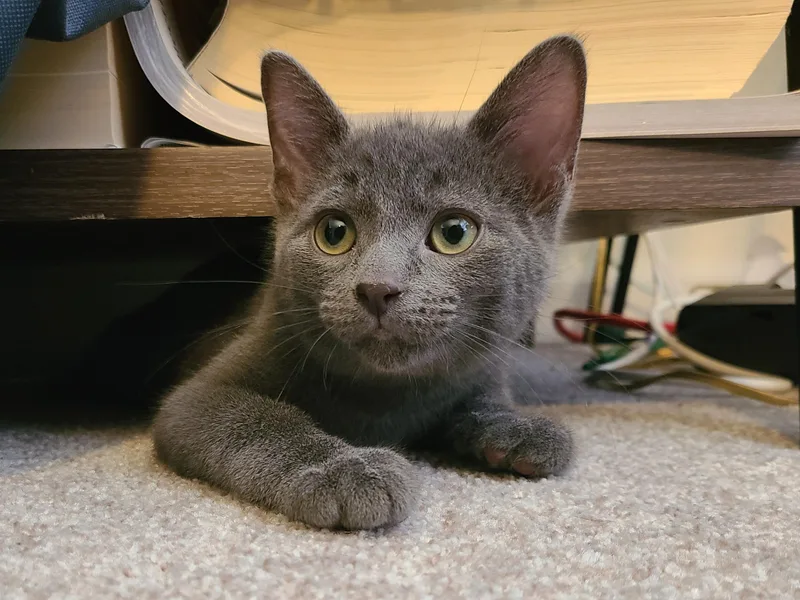 A baby small-sized male Gray / Blue / Silver Domestic Short Hair cat named Alakazam for adoption in Milwaukee, WI