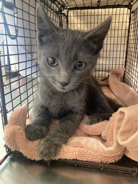 A baby small-sized male Domestic Short Hair cat named Zachary for adoption in Long Beach, CA