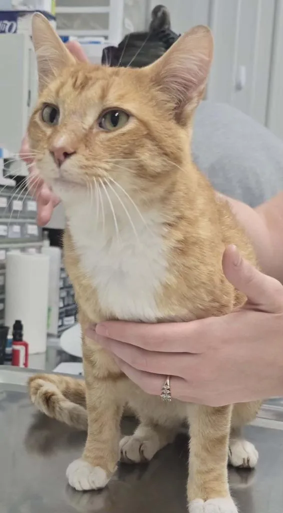 A young medium-sized male Domestic Short Hair cat named Boots for adoption in Hillsdale, IN