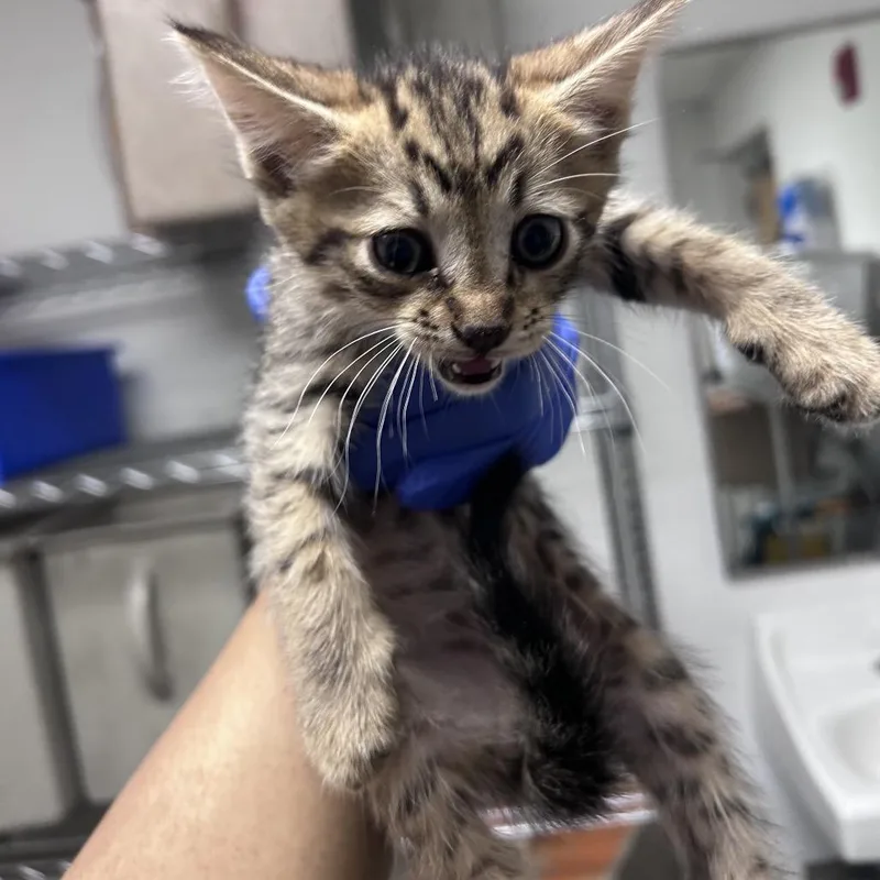 A baby small-sized male White Domestic Short Hair cat named Ash for adoption in Philadelphia, PA