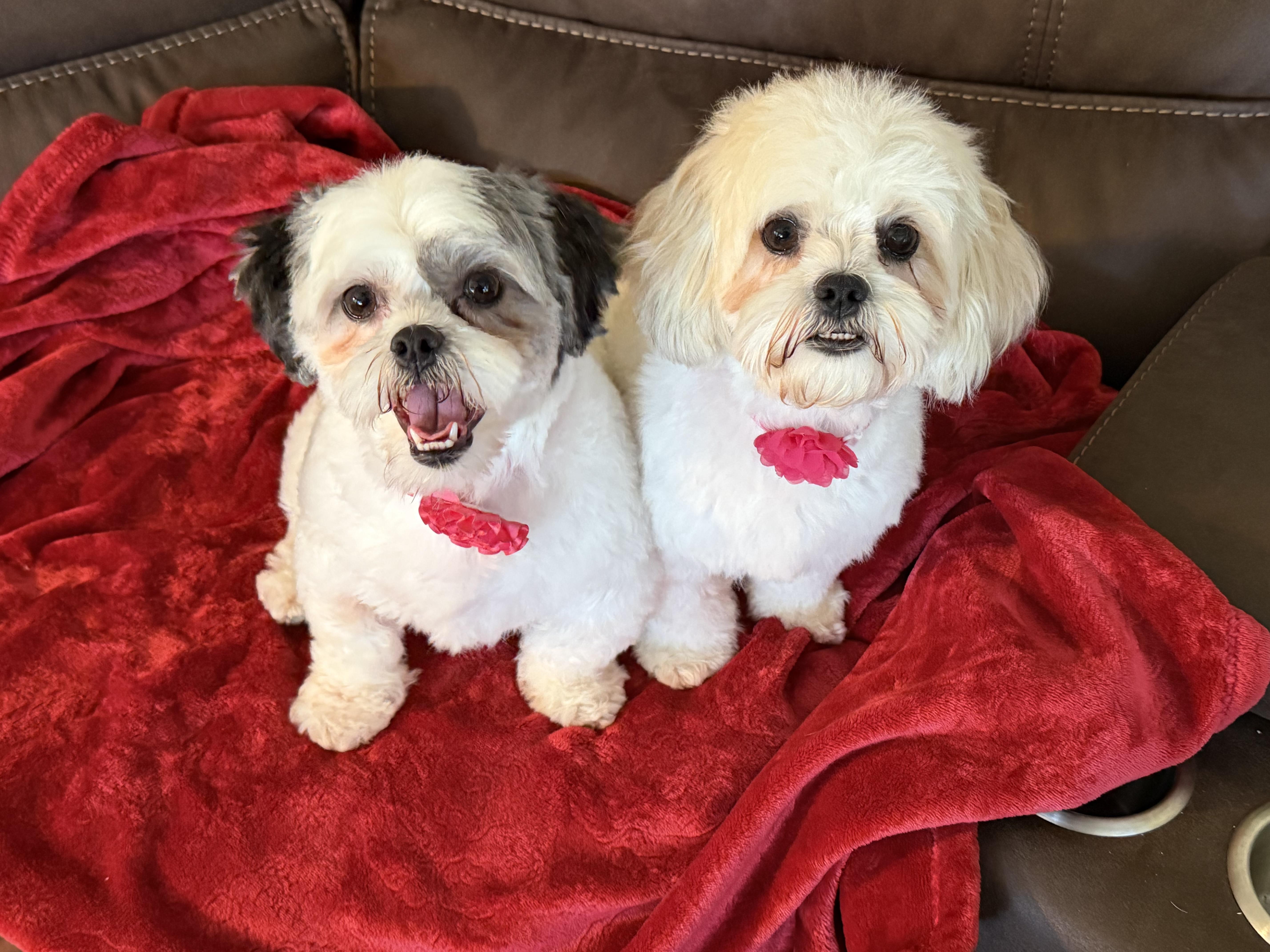 Oreo And Mocha thumbnail 2