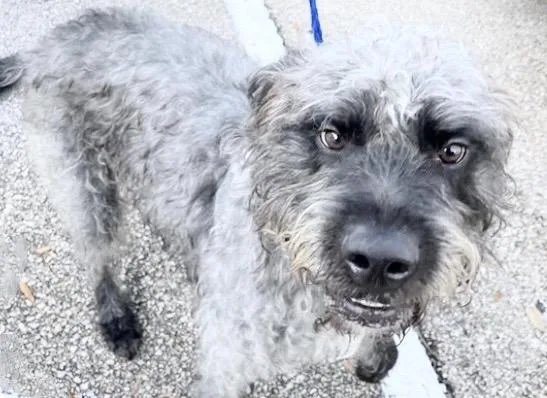 A young large-sized male Poodle dog named A for adoption in Houston, TX