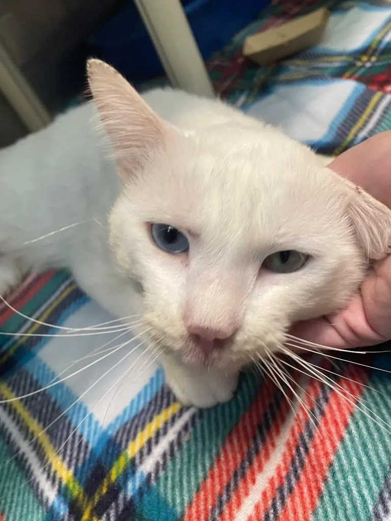 A young medium-sized male Domestic Short Hair cat named Creampuff for adoption in Fall River, MA