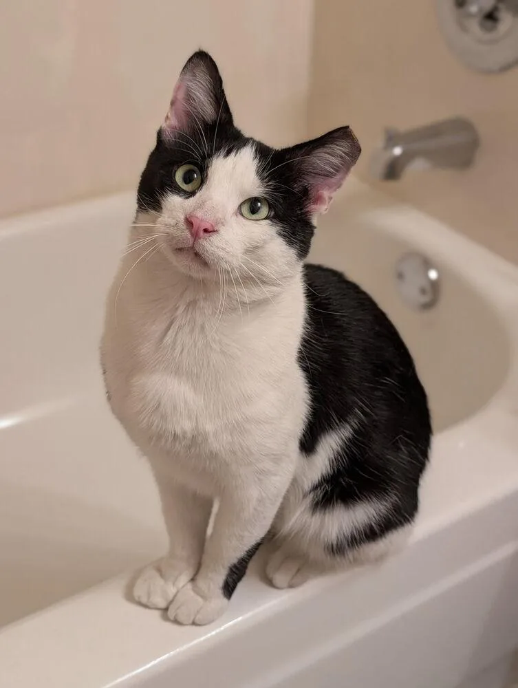 An adult large-sized male Domestic Short Hair cat named Edgar Allan for adoption in Dallas, TX