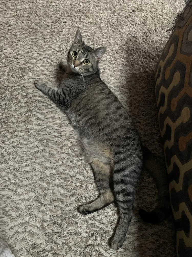 Jane Honda thumbnail 3