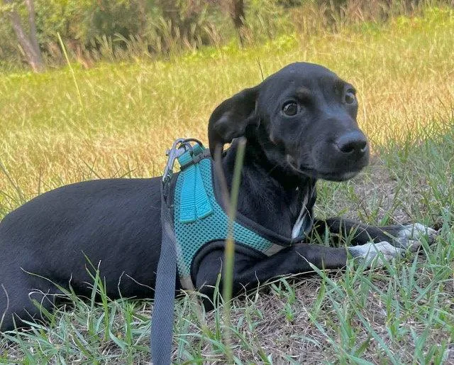 A young large-sized female Labrador Retriever dog named Gussie for adoption in Tarrytown, GA