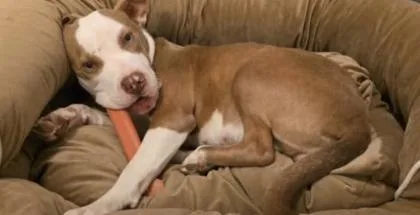 A young medium-sized female Pit Bull Terrier dog named Pinky Pie for adoption in Fishers, IN