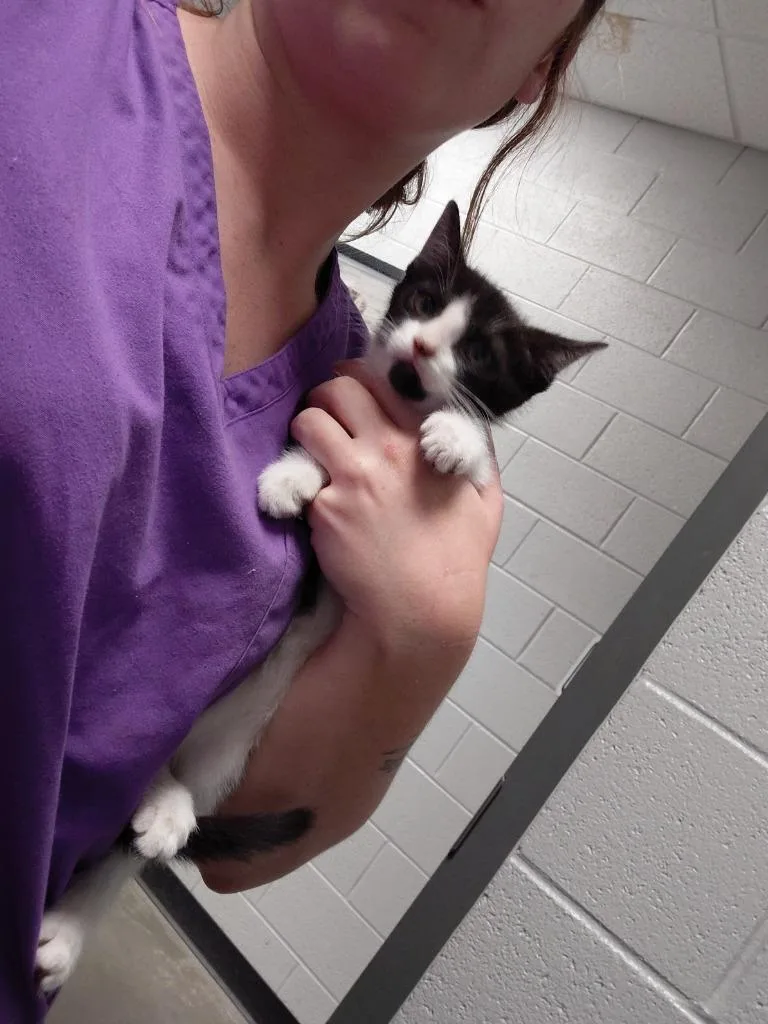 A baby small-sized male Domestic Short Hair cat named Jasper for adoption in Henderson, NC