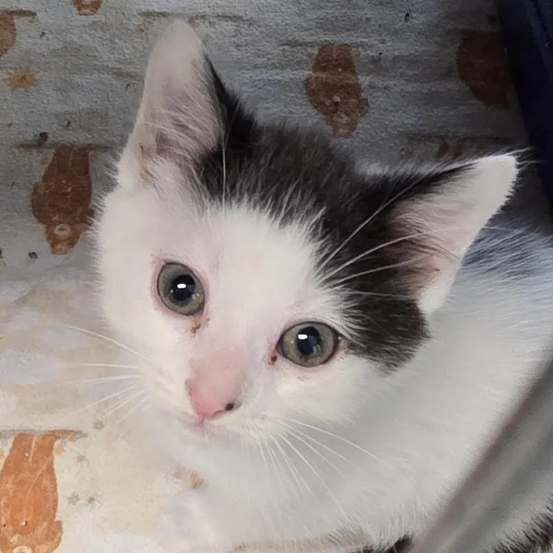 A baby small-sized female White Domestic Short Hair cat named Whip cream for adoption in Camden, DE