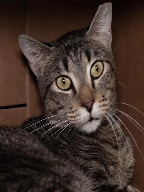 An adult medium-sized male Domestic Short Hair cat named Buddyfiv+ for adoption in Boston, MA